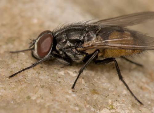 Réf. 340 398 : Musca autumnalis
